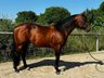 Beautiful Paint Horse Gelding