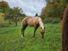 Toller Nachwuchs von Quarter Horse Hengst Hollys Electricspark