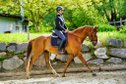 7 year old gelding to give away