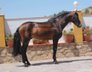 Beautiful PSG Horse / PRE / Piro FREE