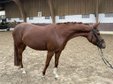 4-year-old mare, dressage and jumping 