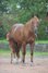 Tragende Quarter Horse Stute von Little Nic Tari