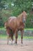 Pregnant Quarter Horse mare by Little Nic Tari