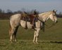 Stunning Gelding with Good movement and temperament.