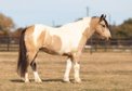 12 year old buckskin paint gelding