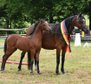 Welsh B Yearling Champoin Mare