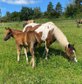 Niedliches, kräftiges Paint Horse Stutfohlen