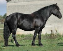 Mérens Pony Horse