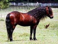 Dartmoor Pony Pferd