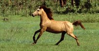 Timor Pony Pferd