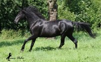 Menorquin Horse