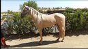 SUPER NICE AND EASY PALOMINO ANDALUSIAN