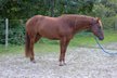 Very people-oriented, compact Appaloosa gelding