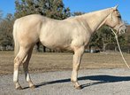 4 year old Palomino Gelding standing 15.1hh