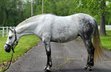 Beautiful Dapple Grey Andalusian Mare.