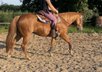 Super love Quarter Horse mare 