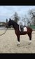 Dressage horse, Eventing horse, 5 year old mare by Galaxy