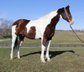 Bay Tobiano Paint Quarter horse gelding. 