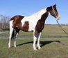 Bay Tobiano Paint Quarter horse gelding. 