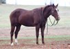 Beautiful and Calm gelding standing 15.2 hands. 