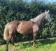 Lusitano mare for sale