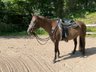 super sitzbequeme Quarter Horse Stute