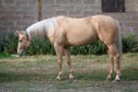 Large-framed, well-ridden Quarter Horse mare