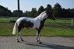 4y. Snail Mare 163cm Leisure/ Western