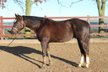 Very dear Quarter Horse gelding by Shiners Voodoo