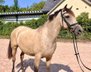 Great mare for leisure & off-road! Beginner horse