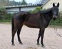 Great gelding for leisure, dressage & jumping