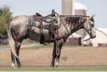 Excellent  Quarter horse  for the whole family. 