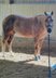 Dear, compact Quarter Horse gelding in palomino