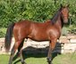 Strong, compact Quarter Horse gelding