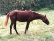 Feiner Berber in roter Jacke