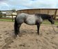 Blue roan Quarter Horse mare with good training