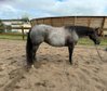 Blue roan Quarter Horse Stute mit guter Ausbildung