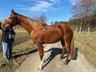 Beautiful Hanoverian mare with good pedigree