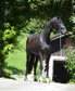 Dressage horse black young horse with best rideability