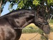 Amazing and barock stallion (piro FREE)