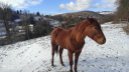 Quarter Horse stallion - chestnut 