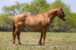 Extremely calm and  friendly  Dun gelding.