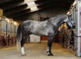 Extraordinary PRE Stallion 4.5 y 1,64 m Champion Bloodlines !!!