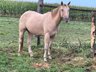 Very well built Quarter Horse mare in dream colour