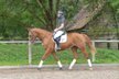 Impressive chestnut gelding with great riding comfort