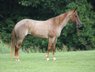 Super stout built true red roan Mare.