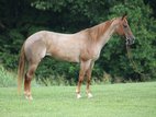 Super stout built true red roan Mare.