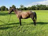 7 year old blue roan quarter horse gelding 