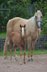 Friendly, open-minded Quarter Horse mare with old pedigr