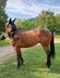 15-year-old polo pony is looking for a nice place as a leisure ho